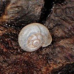 Vallonia pulchella