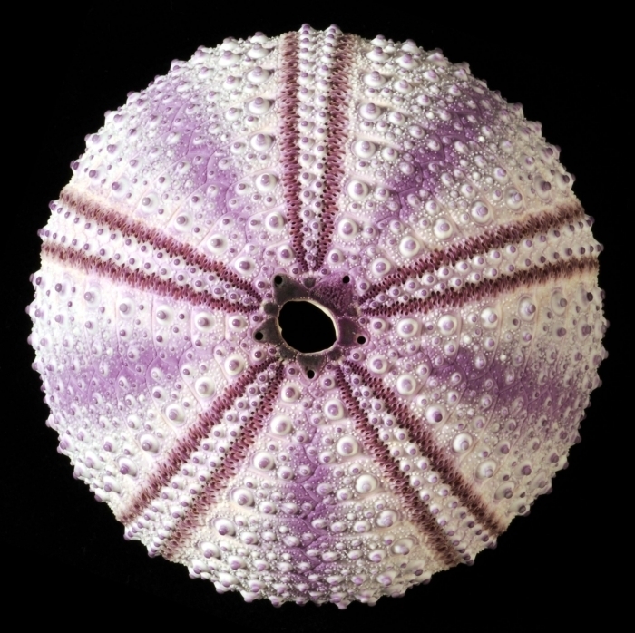 Arbacia　nigra(Tetrapygus nigra) 　ウニ殻 Black Sea Urchin (Arbacia nigra) · iNaturalist