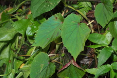Begonia grandis