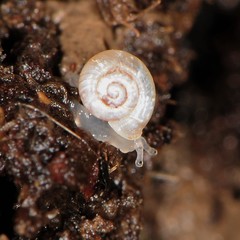 Vallonia pulchella