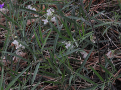 Lathyrus graminifolius