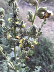 Verbascum galilaeum