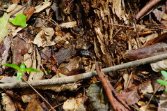 Euphoria leucographa