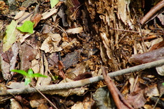 Euphoria leucographa
