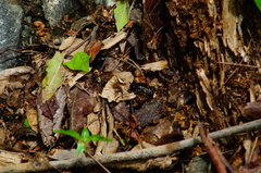 Euphoria leucographa