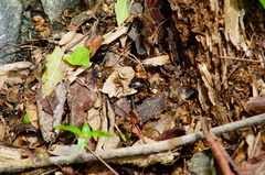 Euphoria leucographa