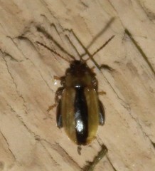 Capraita texana