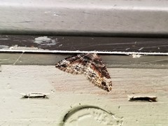 Xanthorhoe defensaria