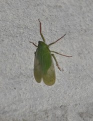 Rhynchomitra microrhina