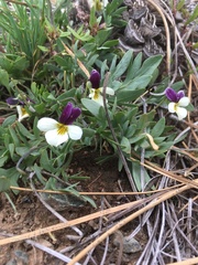 Viola hallii