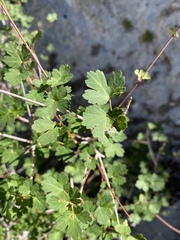 Acer glabrum diffusum