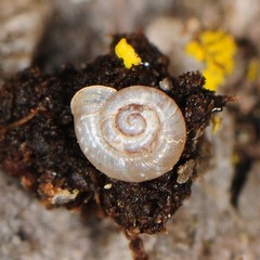 Vallonia pulchella