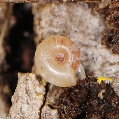 Vallonia pulchella