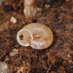 Vallonia pulchella