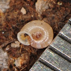 Vallonia pulchella