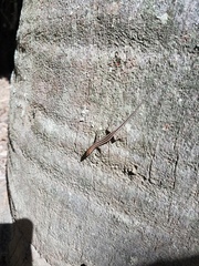 Cryptoblepharus virgatus