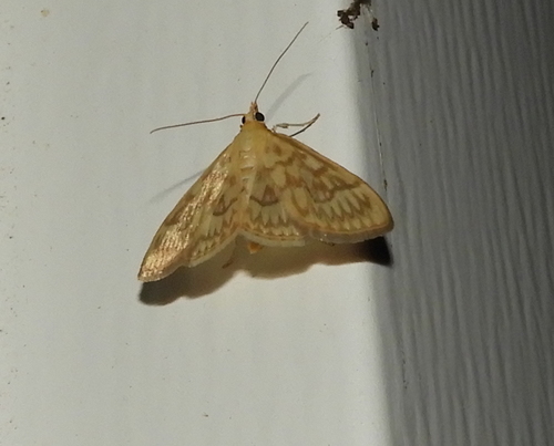 Saw-toothed Crocidophora Moth photo 4