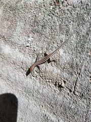 Cryptoblepharus virgatus