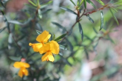 Pultenaea juniperina