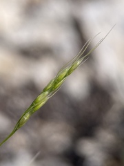 Piptatheropsis micrantha