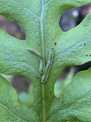 Thrinax dubitata