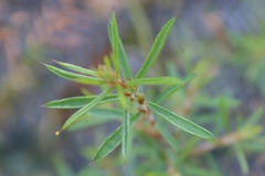 Pultenaea juniperina