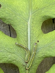 Thrinax dubitata
