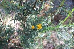 Pultenaea juniperina