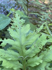 Thrinax dubitata