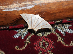 Ourapteryx picticaudata