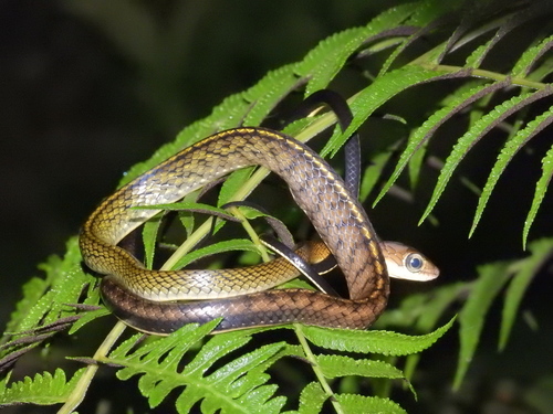 Photo of a White-bellied Rat Snake (Ptyas fusca)