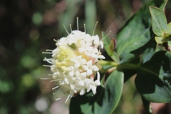 Pimelea ligustrina ciliata