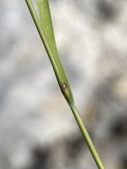 Piptatheropsis micrantha