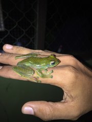 Zhangixalus achantharrhena