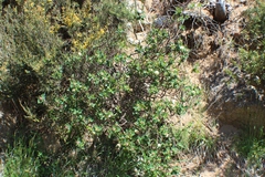 Pimelea ligustrina ciliata