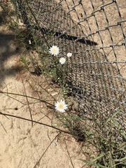 Malacothrix saxatilis