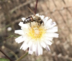 Malacothrix saxatilis