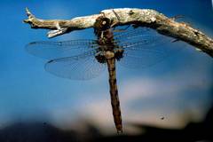 Neurocordulia yamaskanensis