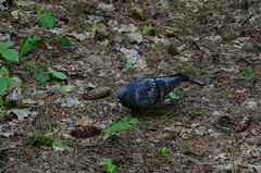 Columba livia domestica