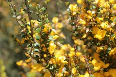 Bossiaea foliosa