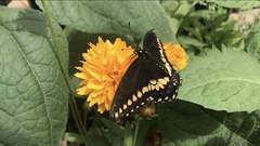 Papilio