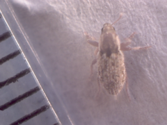 Microlarinus lareynii