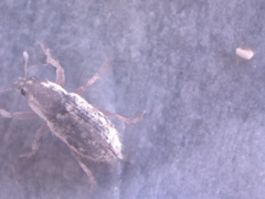 Microlarinus lareynii