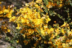 Bossiaea foliosa