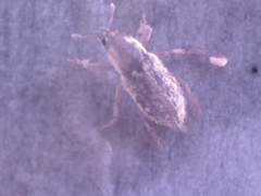 Microlarinus lareynii