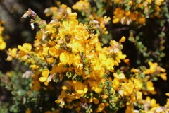 Bossiaea foliosa