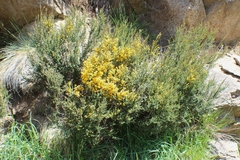 Bossiaea foliosa