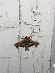 Eutelia pulcherrimus