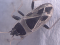 Xanthochilus saturnius
