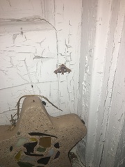 Eutelia pulcherrimus